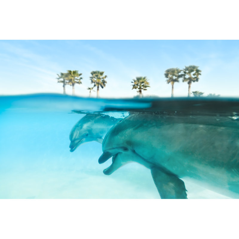 Two Dolphins Swimming by Dimitris66 - Wrapped Canvas Print, 20cm H x 30cm W