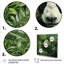 «Foliage Peekaboo Panda II», art mural animal panda-506524469-506524474