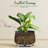 Ceramic Plant Pots 4.1+5.1+6.5 inch-1341610146
