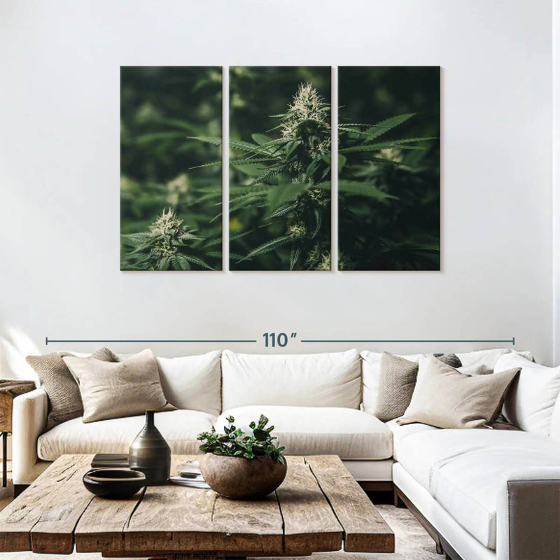 Marijuana fraîche Harnek, H 48 po x l 74 po