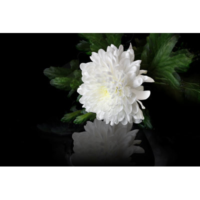 White Chrysanthemum Flower by Rvo233 - Wrapped Canvas Print
