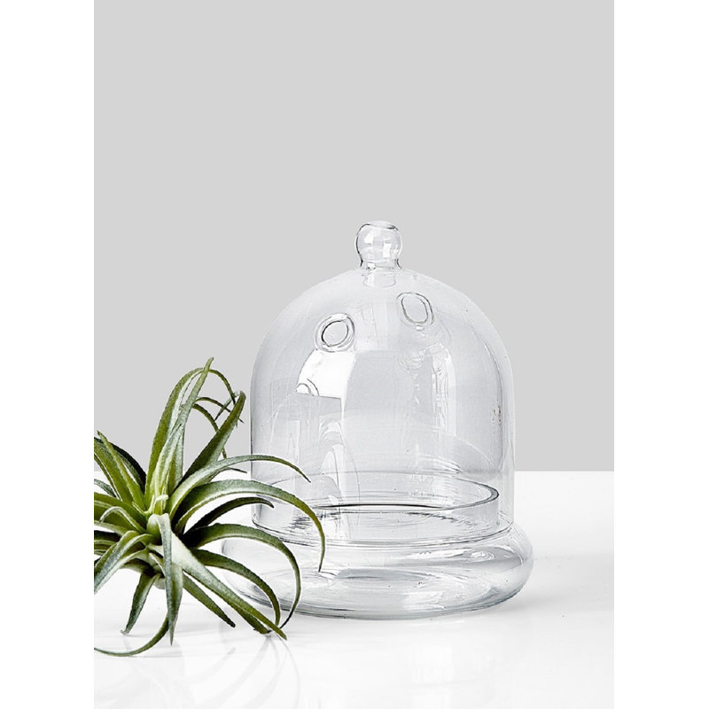Terrarium en verre Hantsport, H 6 po x l 5 po x P 5 po, 1