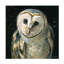 «Andrea Lavery Night Owl», art sur toile-1865061069