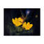 Hilkiah «Night Harvest Fairy», reproduction d'impression sur toile tendue-27487569