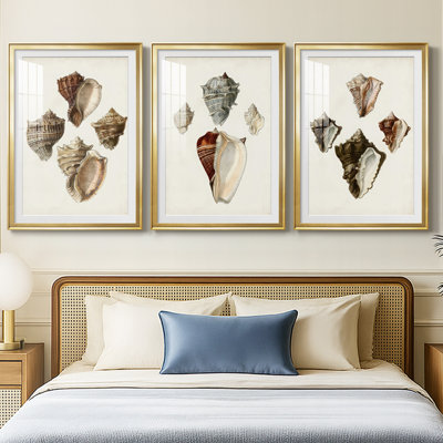 Sowerby Shells I - Impression personnalisée de qualité supérieure avec cadre mat - 3 pièces