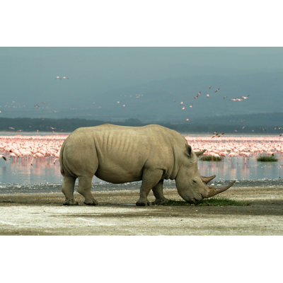 Evonna Rhino And Flamingos - Wrapped Canvas Print