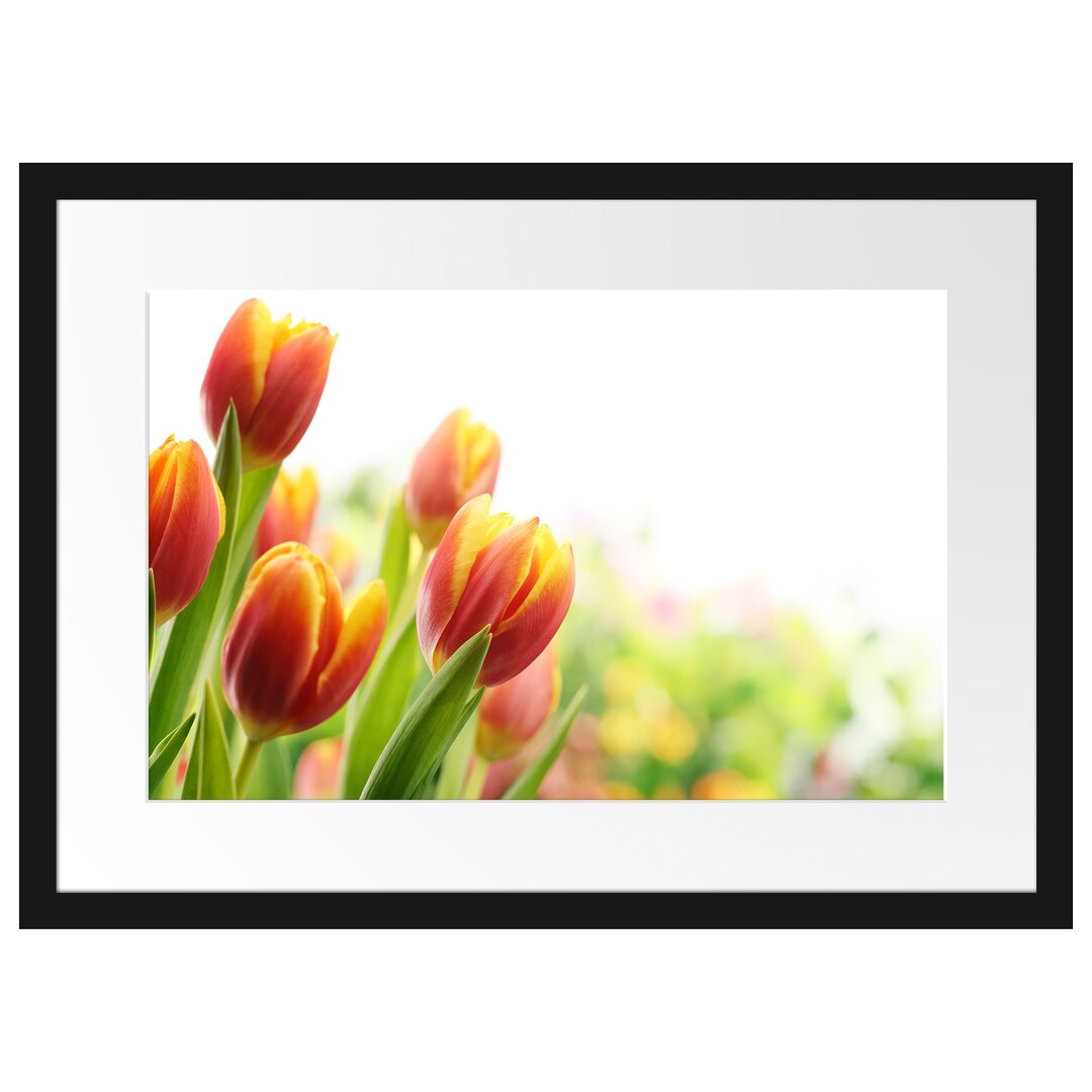 Gerahmtes Poster Bunte Tulpenwiese