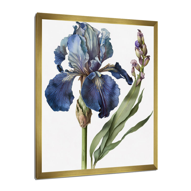 Iris bleu, illustration botanique sur toile, Cadre doré à une seule photo, H 32 po x l 16 po x P 1 po