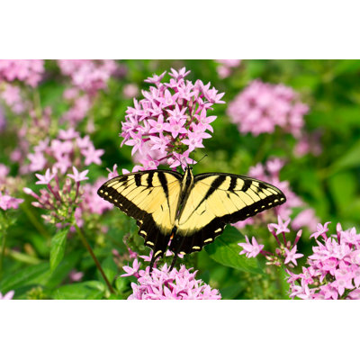 Dursley Swallowtail Butterfly by LorraineHudgins - Wrapped Canvas Print