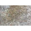 Sona One-of-a-Kind 8'6" X 14' Area Rug