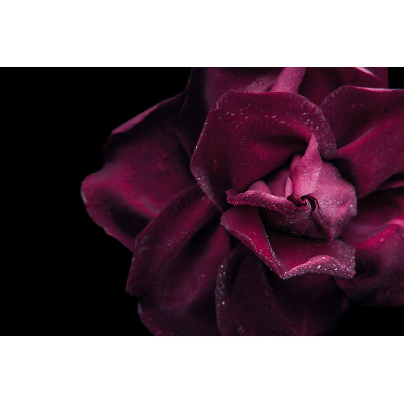 Rose On The Black Background Close-Up by KarpenkovDenis - Wrapped Canvas Print, 30cm H x 46cm W x 3.8cm D