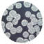 Tapis Anjuman-1079711549