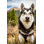 Couronne siberian Husky - Photographie sur toile tendue