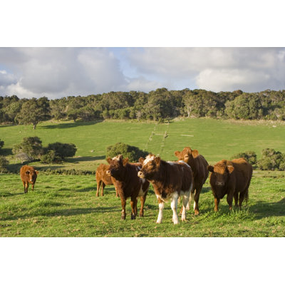 Cow Landscape by Tap10