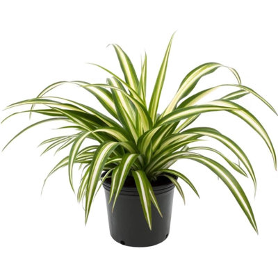 American Plant Exchange Spider Plant, 6-Inch Pot, Ultimate Easy Care Beginners Houseplant, Fuss Free Live Plant