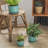 Ceramic Plant Pots with Drainage Hole and Sauce-2099456369