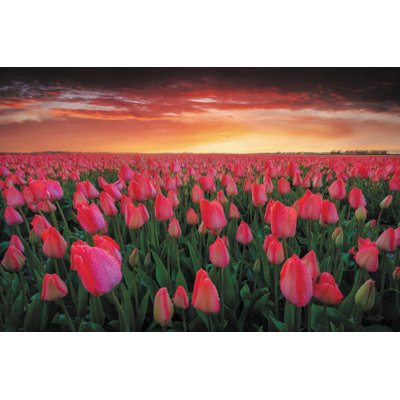 Tulip Field Sunset by Martin Podt - Wrapped Canvas Photograph