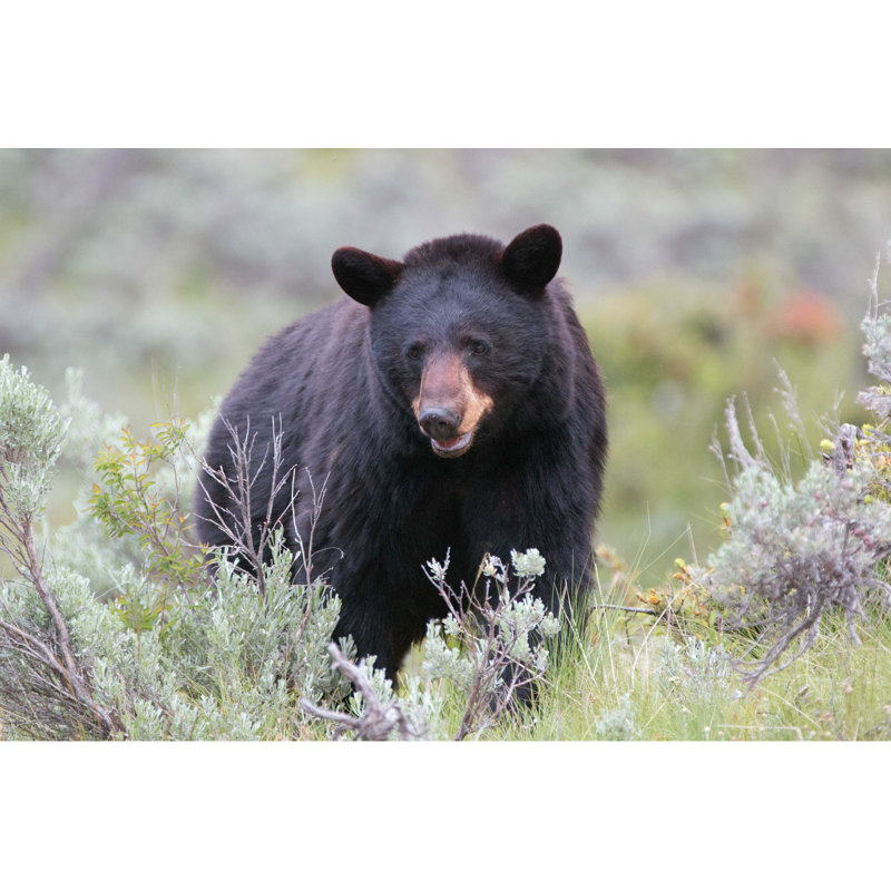 American Black Bear Sow - Photographie sur toile tendue, H 32 po x l 48 po