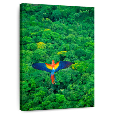 Rainforest Scarlet Macaw