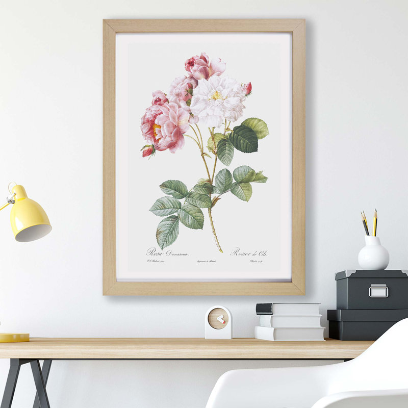 Damask Roses by Pierre-Joseph Redoute - Framed Print, Oak, 33cm H x 45cm W x 2cm D
