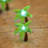 Indoor 40 - Bulb 10'' Battery Powered LED Fairy String Light
