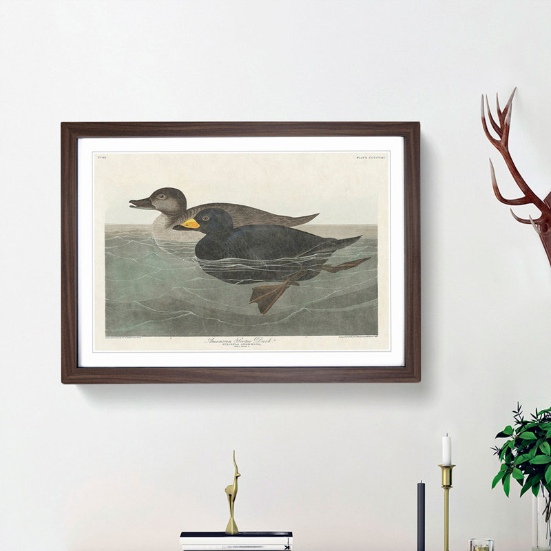 American Scooter Duck by John Audubon - Single Picture Frame Painting, 45cm H x 63cm W x 2cm D, Walnut Framed