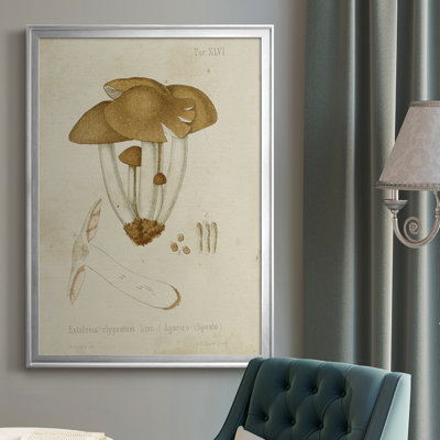 " Mushroom Varieties V "