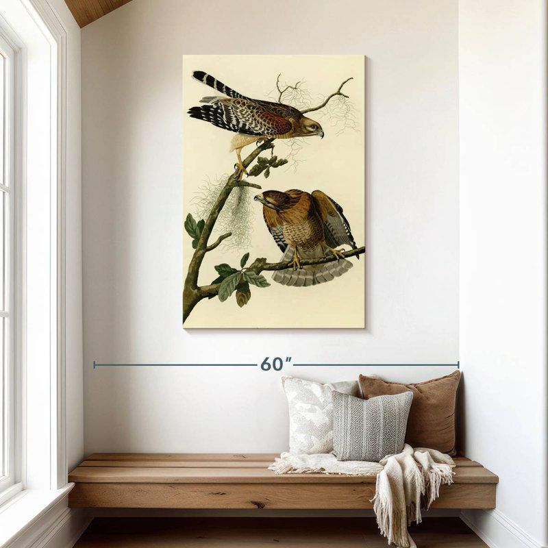 Brampt Red-Shouldered Hawk From Birds Of America, 45" H x 30" W