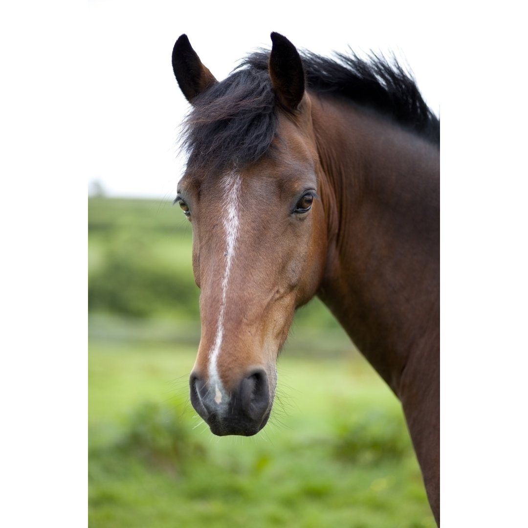 A Close Up Of A Brown Horse von Sashafoxwalters - Leinwand Kunstdrucke