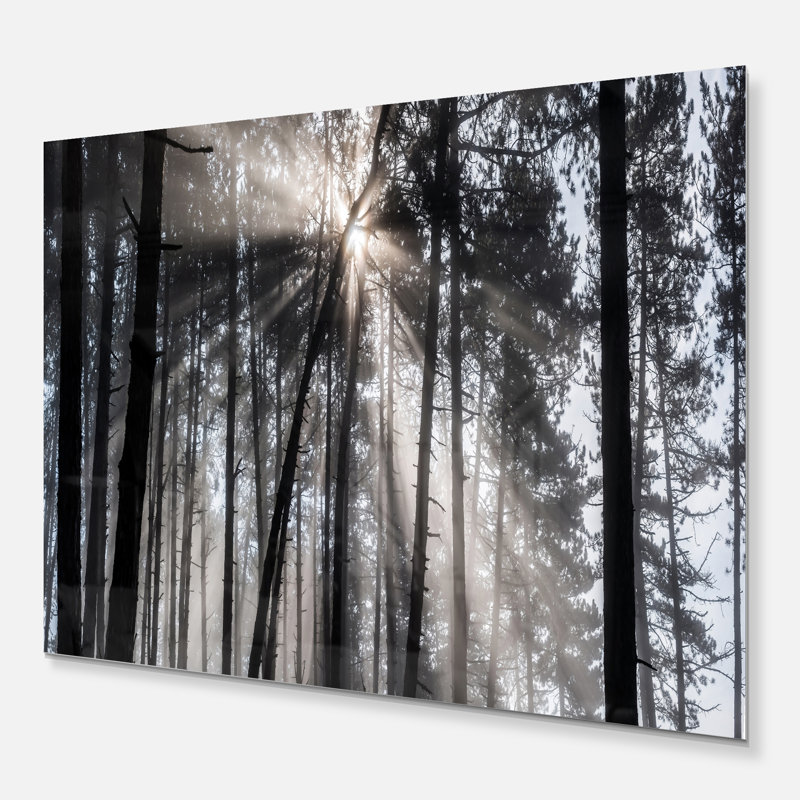 «Sunbeam Through Black White Forest», photographie, H 34 po x l 44 po x P 1,5 po, Métal métal