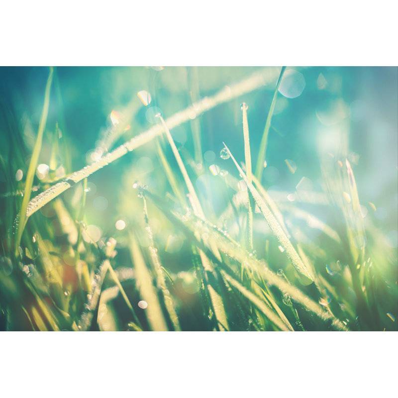 Grass With Dew Drops by Ksenia_Pelevina - Wrapped Canvas Print, 30cm H x 46cm W