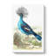 Crowned Pigeon by George Shaw - Wrapped Canvas-55304508