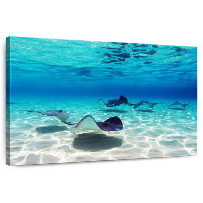 Crowle Grand Cayman Stingrays