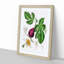 Fig Tree Illustration - Picture Frame Painting Print-55731465-55731466