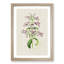 Purple Beardtongue Flower Illustration - Framed Print-55616362-55616367