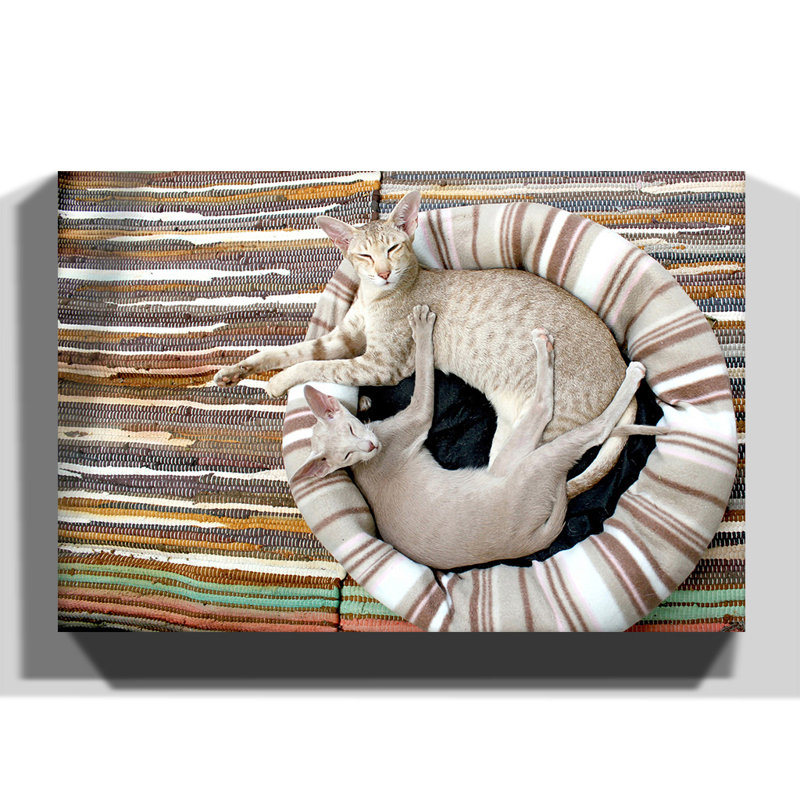 Siamese Cat - Wrapped Canvas Print, 50cm H x 76cm W