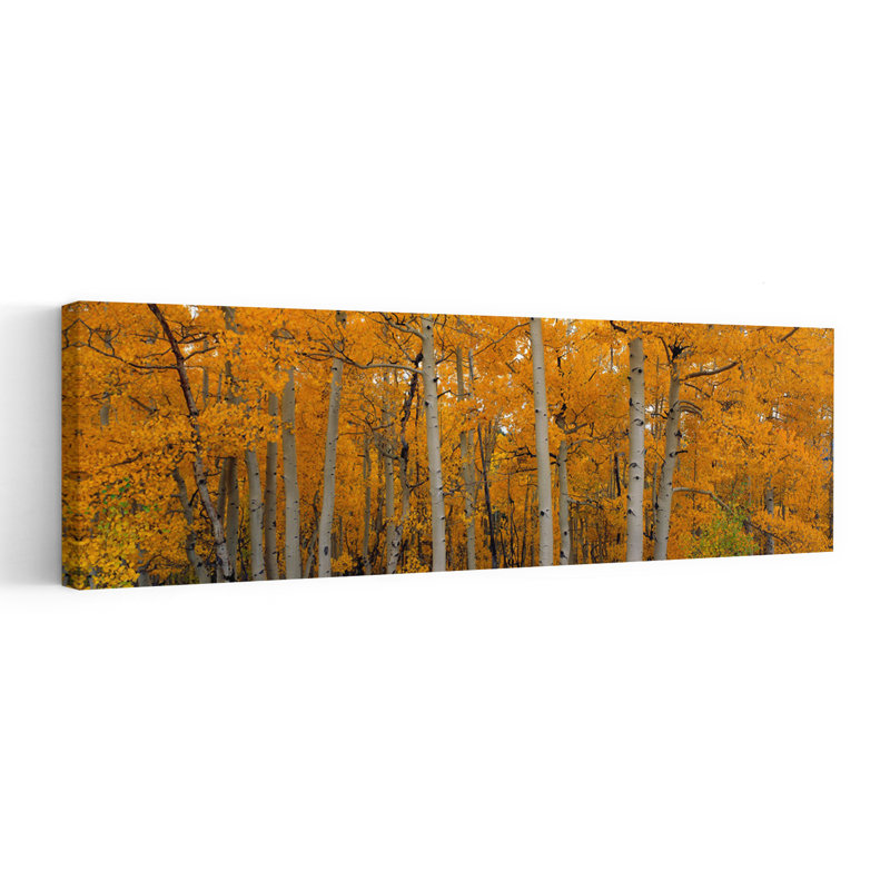 Quaking Aspens Dixie National Forest UT 1 Piece Wrapped Canvas Panoramic Wall Art, 30.48 cm H x 91.44 cm W