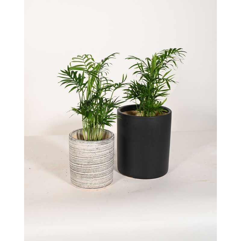 Upshining Live Palm Plant in Ceramic Pot, Gray/Black