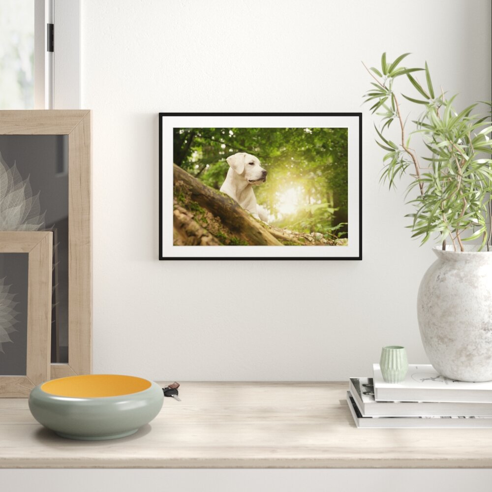 Gerahmtes Poster Labrador Welpe im Wald