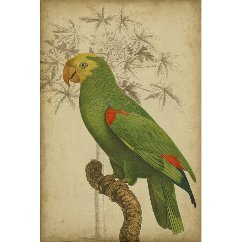 Parrot And Palm III - Wrapped Canvas Print, 46cm H x 30cm W