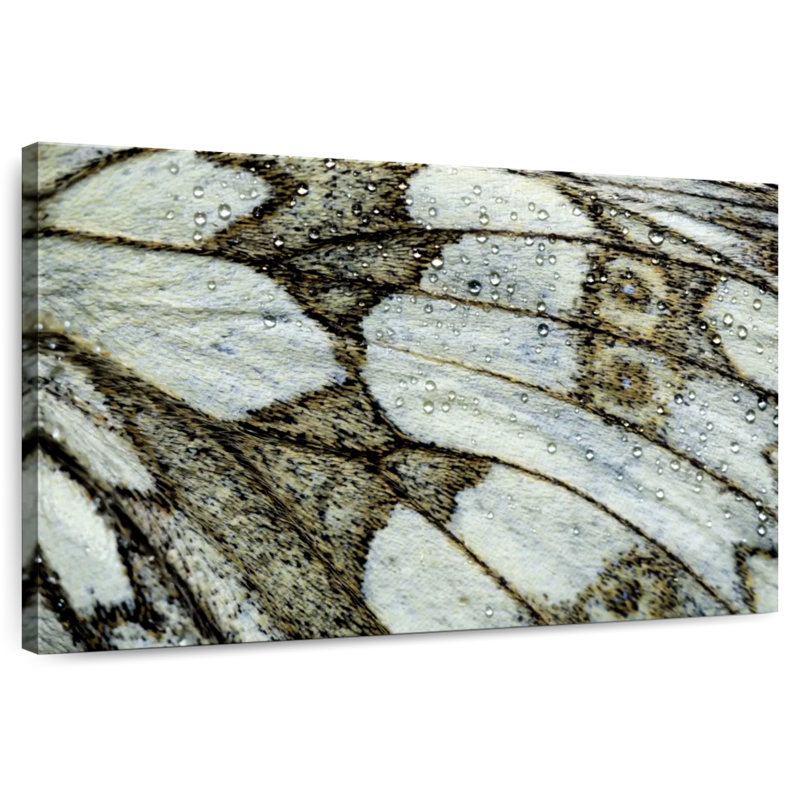 Brampt Marbled Wing Of Butterfly, 8" H x 12" W