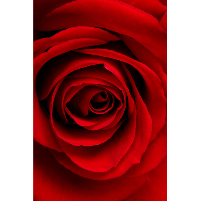 Red Rose Macro - Wrapped Canvas Print, 46cm H x 30cm W x 3.8cm D