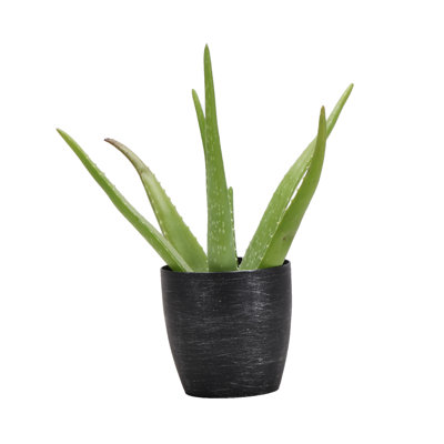 Live Aloe Vera Plant in Classic Pot