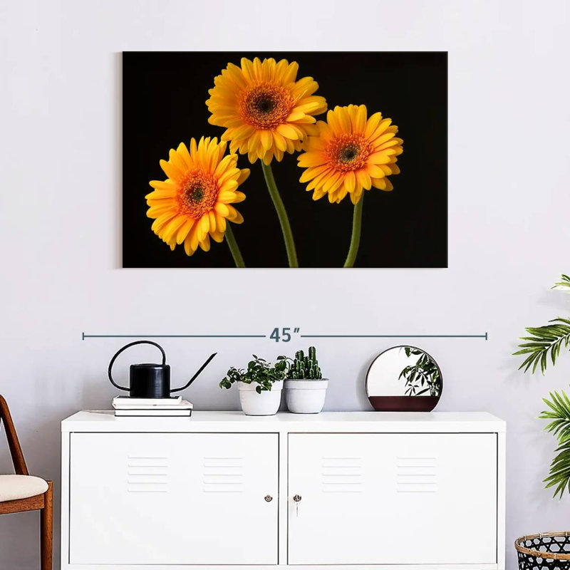 Trois marguerites Harnek sur fond sombre, H 24 po x l 36 po