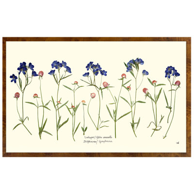 Jardin Amaranth Larkspur