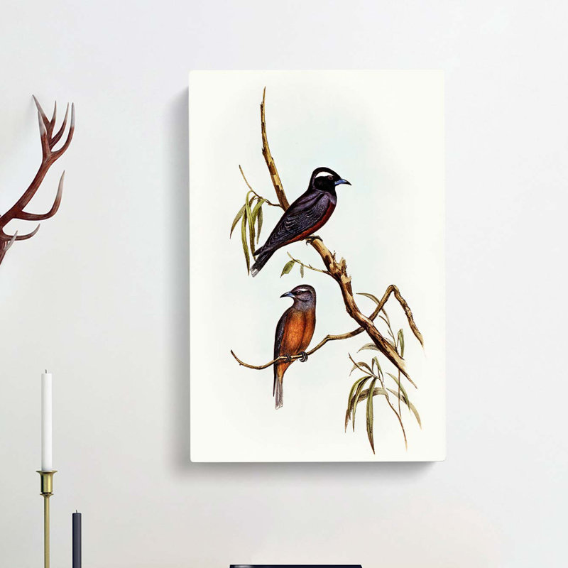 White Eyebrowed Woodswallows by Elizabeth Gould - Wrapped Canvas Painting, 60cm H x 40cm W x 3cm D