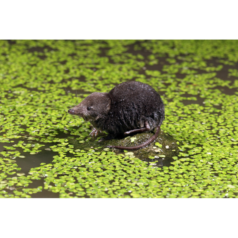 Water Shrew - Photographie sur toile tendue, H 8 po x l 12 po