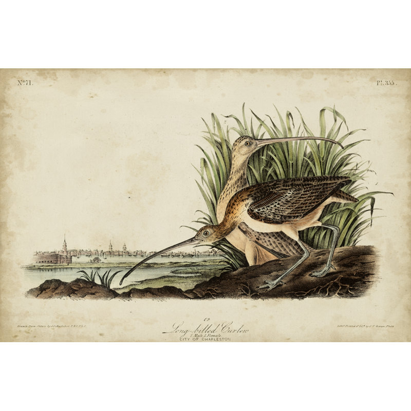 Long-Billed Curlew by John Audubon - Wrapped Canvas Painting, 30cm H x 46cm W