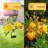 Sunflowers Solar Garden Lights,Peony Flowers And Butterfly Lights,Swaying With The Wind,Mother's Day Gift(Set of 2)-1525052630