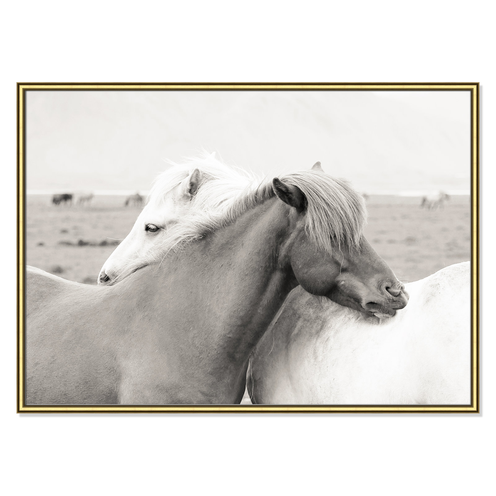 Icelandic Meadow Horses by Danita Delimont - Picture Frame Photograph on Paper, Gold Framed, 30.75" H x 42.75" W x 0.88" D